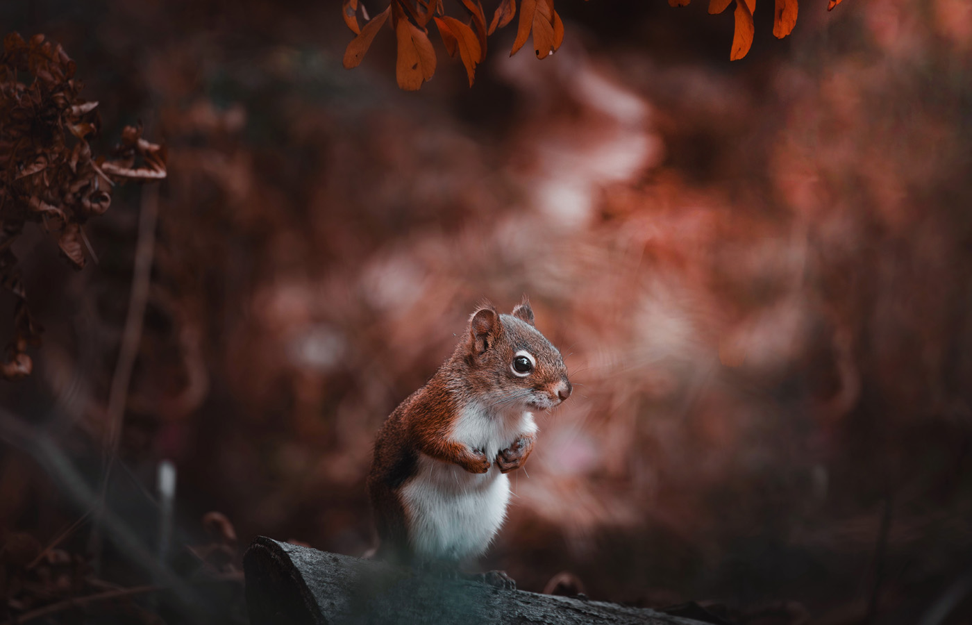 Manon Knasko Photographies